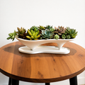 Island Succulent Planter + Magnetic Drip Tray